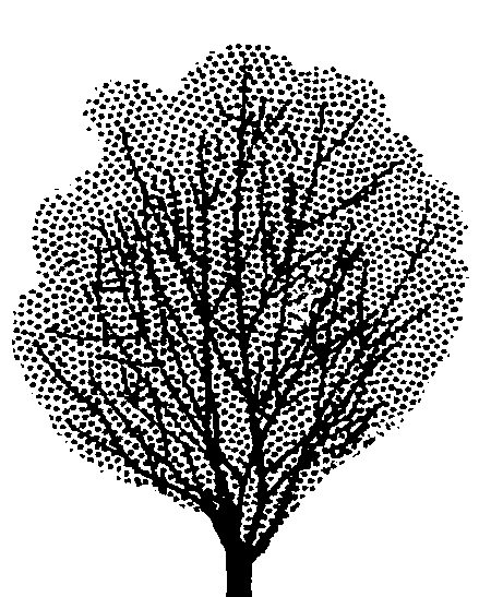 Alectryon excelsus (PLUG grown)