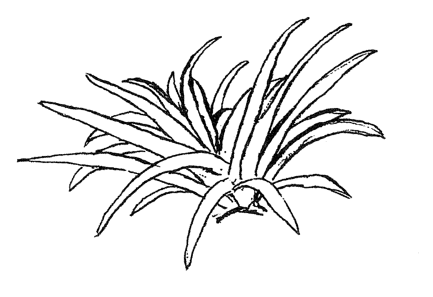 Astelia chathamica (PLUG grown)