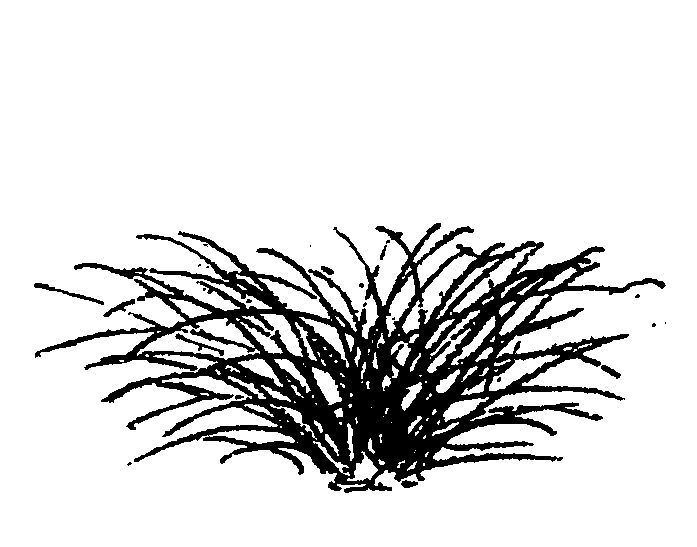 Anemanthele lessoniana (PLUG grown)