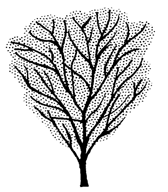 Aristotelia serrata (PLUG grown)